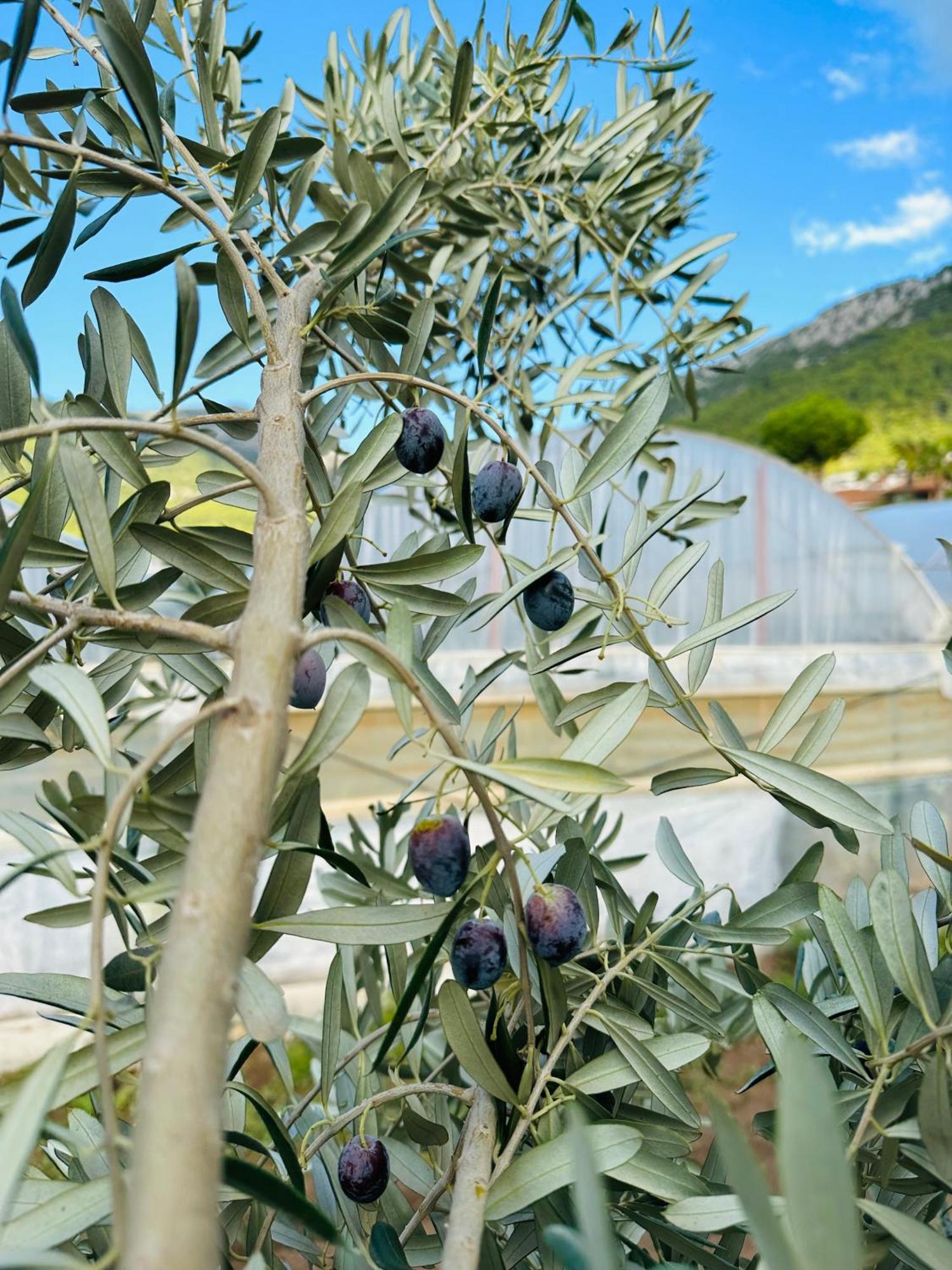 Gelidonya Pansiyon Kumluca Buitenkant foto