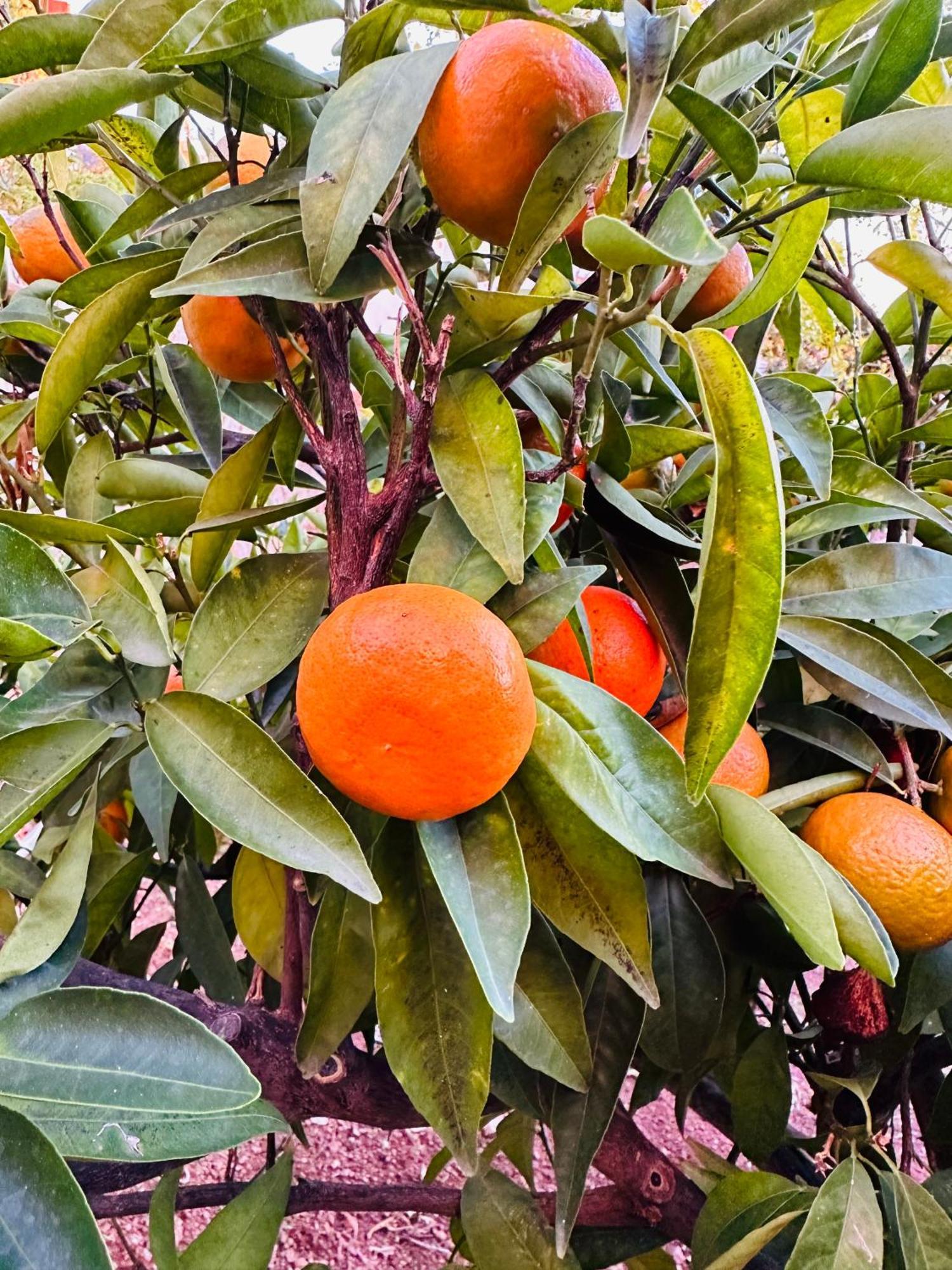 Gelidonya Pansiyon Kumluca Buitenkant foto