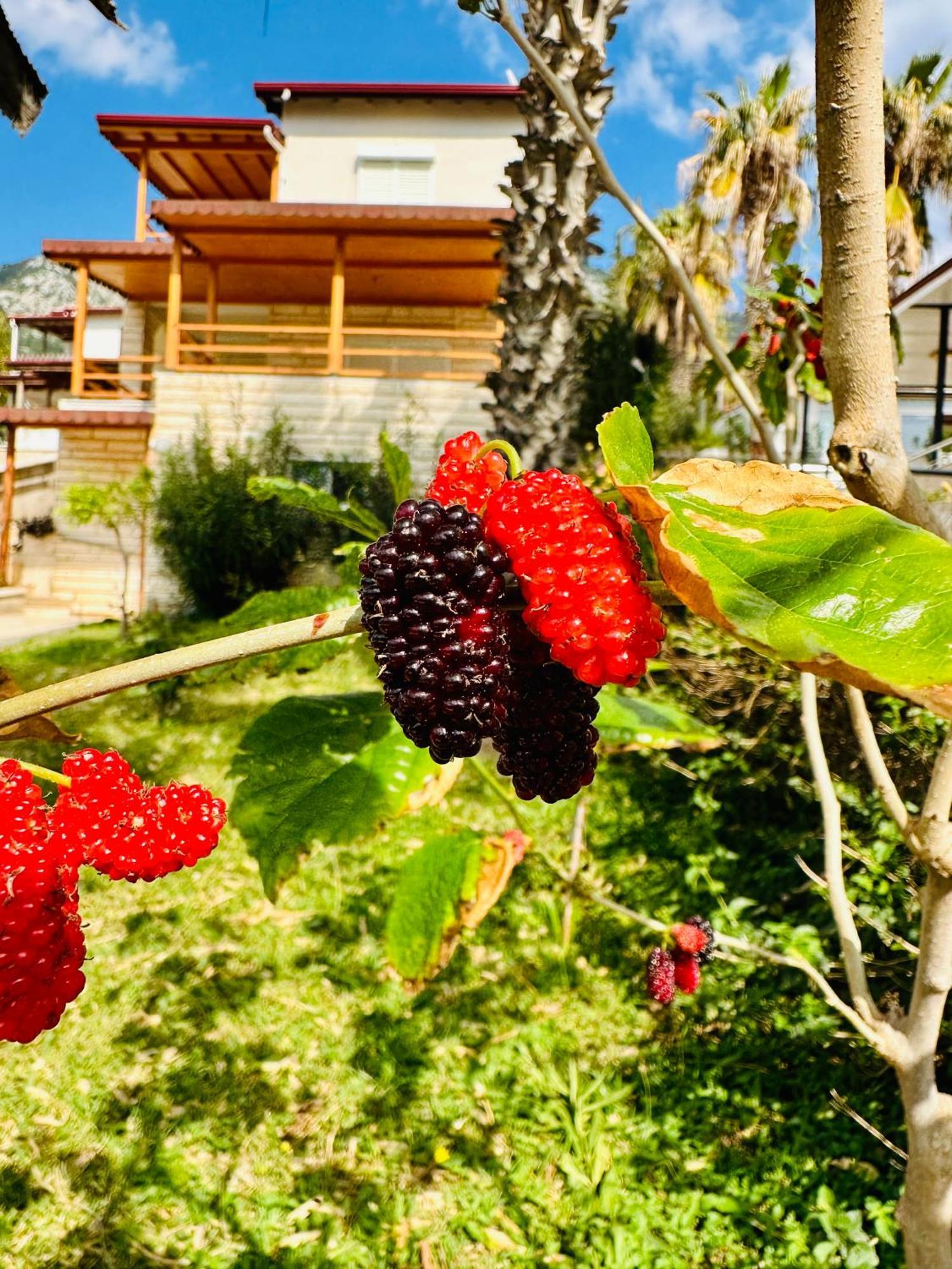 Gelidonya Pansiyon Kumluca Buitenkant foto
